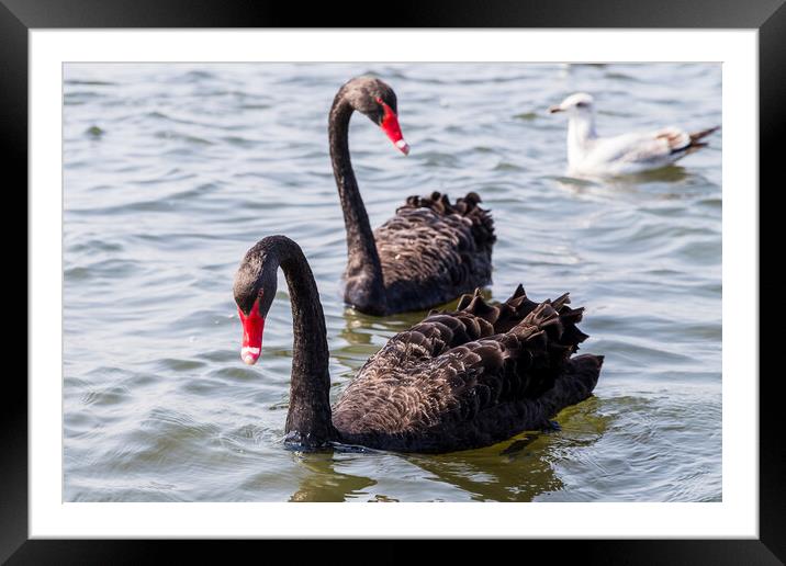 Black Swan pair in the wild Framed Mounted Print by Jason Wells