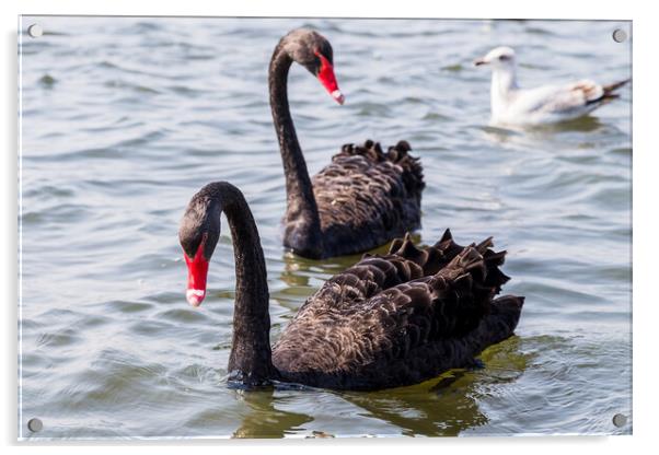 Black Swan pair in the wild Acrylic by Jason Wells