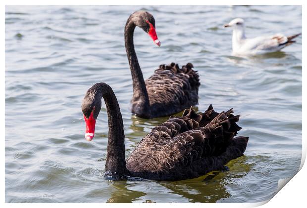 Black Swan pair in the wild Print by Jason Wells