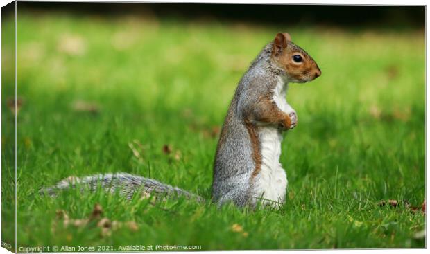 Squirrel on the lookout Canvas Print by Allan Jones