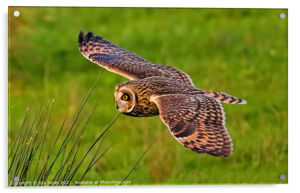 Short Eared Owl In Low Flight Acrylic by Ste Jones