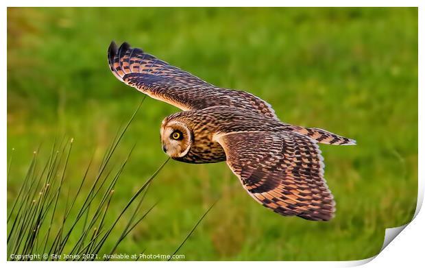Short Eared Owl In Low Flight Print by Ste Jones