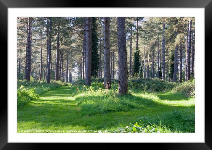 Two paths through the forest Framed Mounted Print by Elaine Hayward
