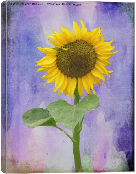 Sunflower Canvas Print by Lynn Bolt