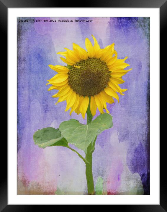 Sunflower Framed Mounted Print by Lynn Bolt