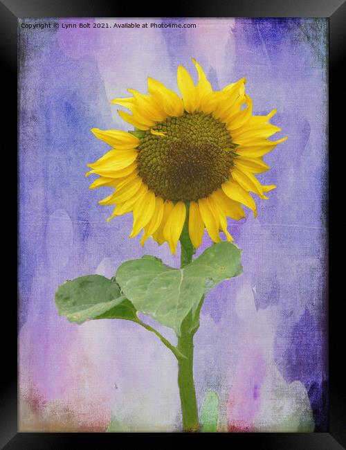 Sunflower Framed Print by Lynn Bolt