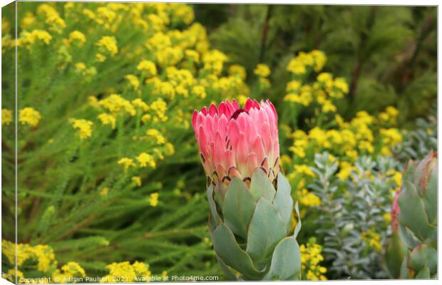 Pink Protea Canvas Print by Adrian Paulsen