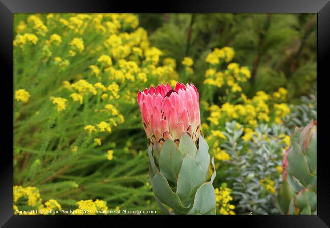 Pink Protea Framed Print by Adrian Paulsen
