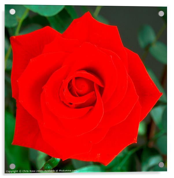 Red Rose Acrylic by Chris Rose