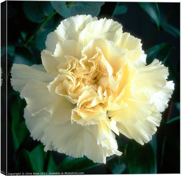 White Carnation Canvas Print by Chris Rose