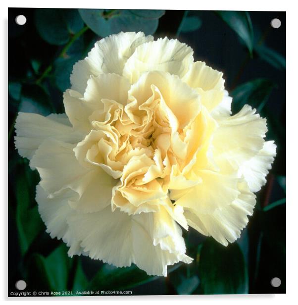 White Carnation Acrylic by Chris Rose