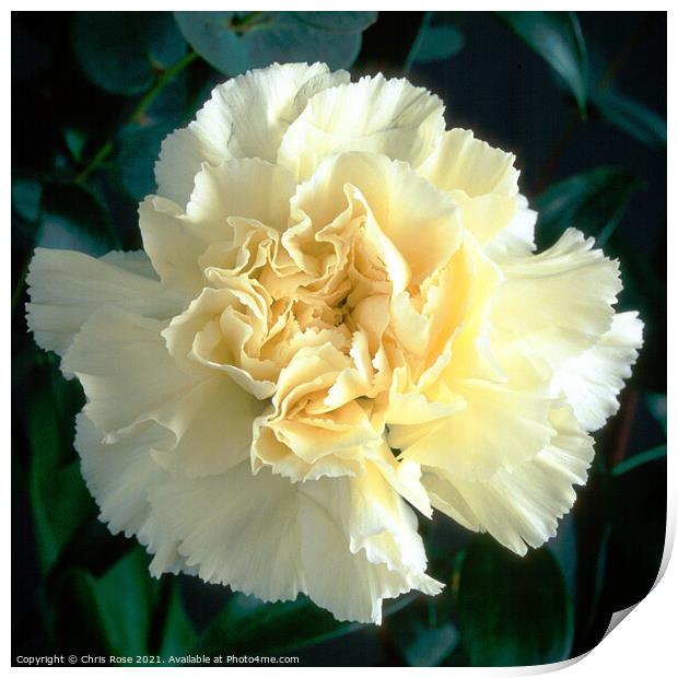 White Carnation Print by Chris Rose