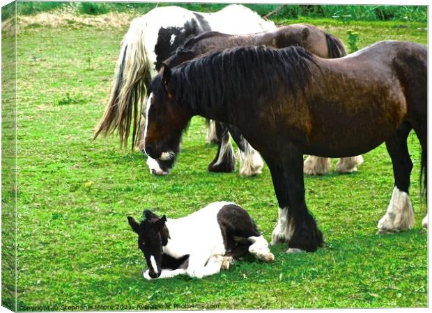 Gypsy Vanner Horses Canvas Print by Stephanie Moore