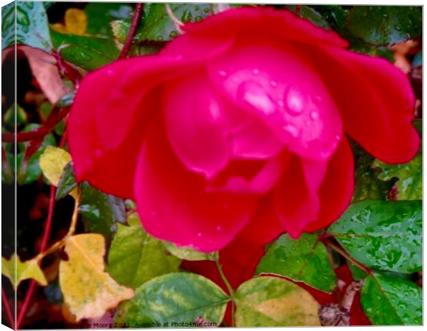Red Rose in the Rain Canvas Print by Stephanie Moore