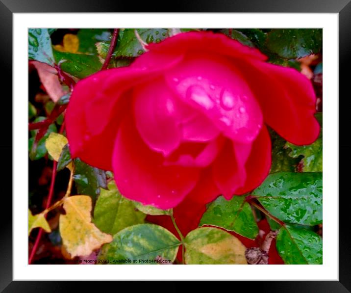 Red Rose in the Rain Framed Mounted Print by Stephanie Moore