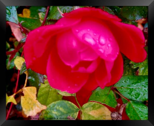 Red Rose in the Rain Framed Print by Stephanie Moore