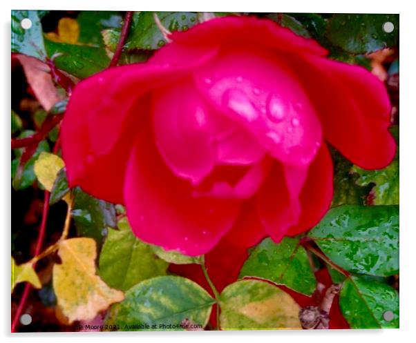 Red Rose in the Rain Acrylic by Stephanie Moore