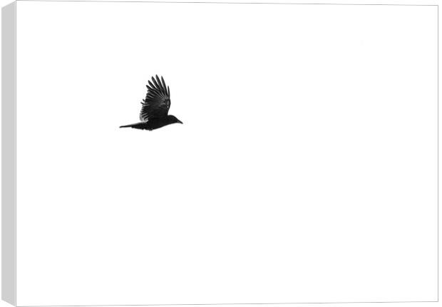 Crow in flight Canvas Print by Robert McCristall