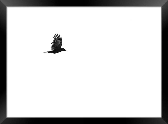 Crow in flight Framed Print by Robert McCristall