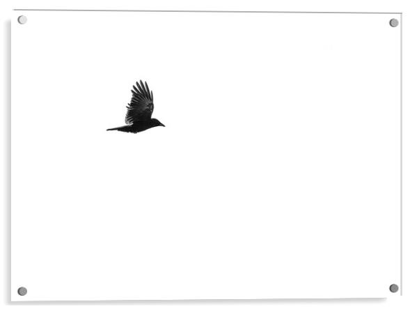 Crow in flight Acrylic by Robert McCristall