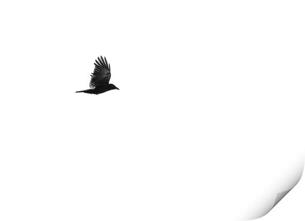 Crow in flight Print by Robert McCristall