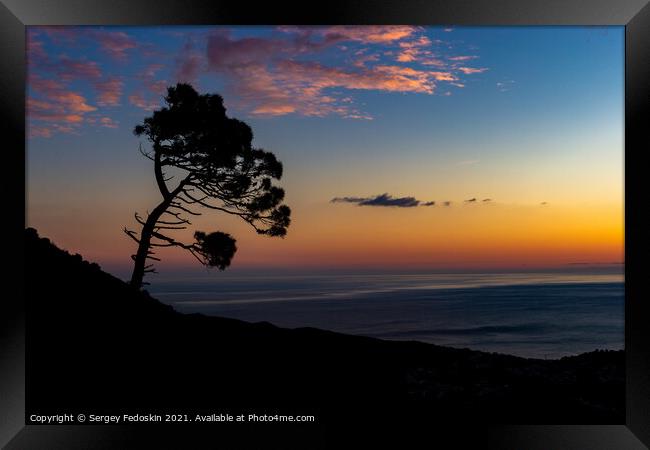 Silhouette Pine tree on sunset time.  Framed Print by Sergey Fedoskin
