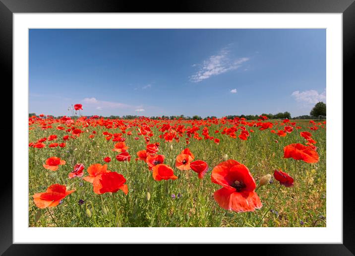 Red Flanders Poppies in Summer Framed Mounted Print by Arterra 