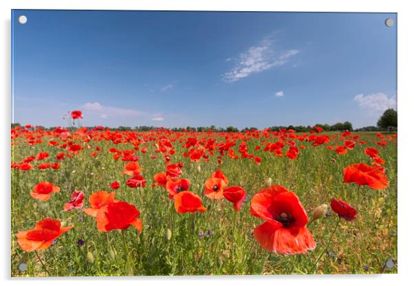 Red Flanders Poppies in Summer Acrylic by Arterra 