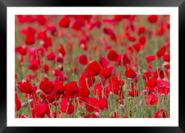 Field with Red Poppies in Flower Framed Mounted Print by Arterra 