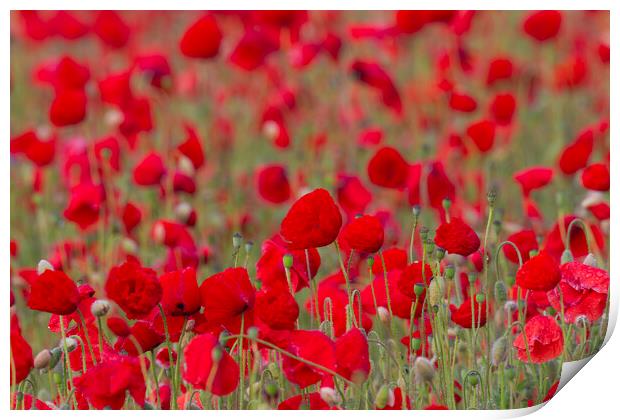 Field with Red Poppies in Flower Print by Arterra 