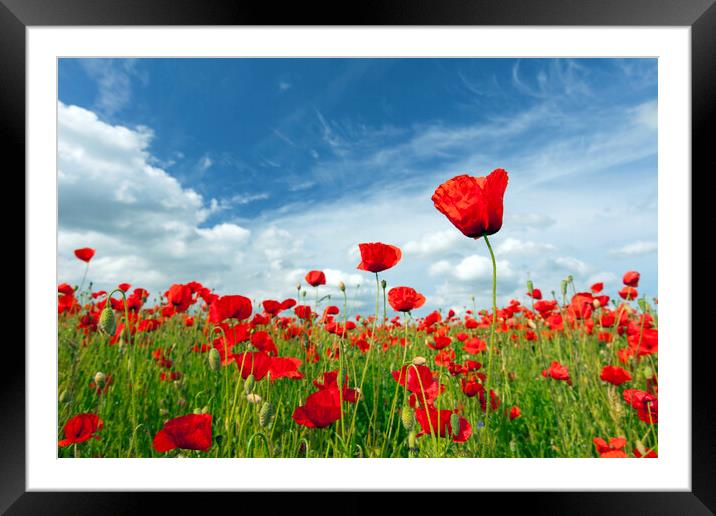 Flowering Red Poppies in Meadow Framed Mounted Print by Arterra 