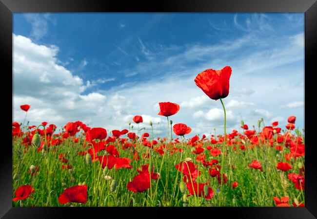 Flowering Red Poppies in Meadow Framed Print by Arterra 