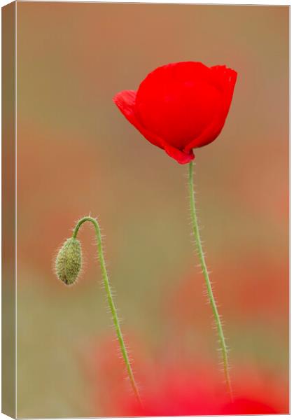 Red Poppy in Flower and Bud Canvas Print by Arterra 