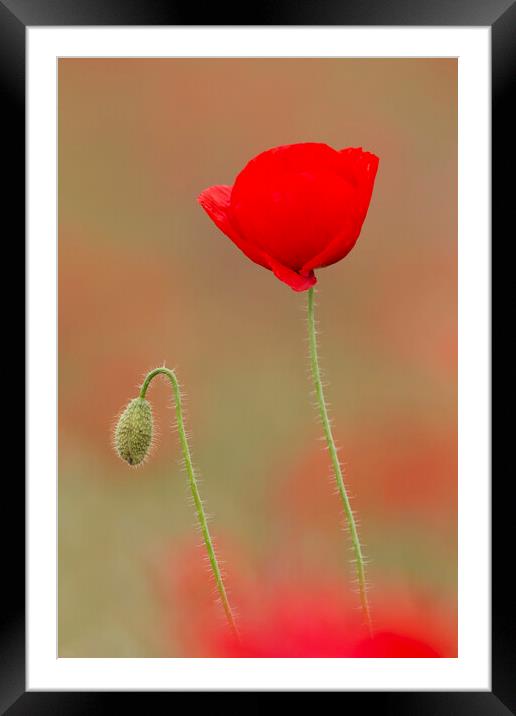 Red Poppy in Flower and Bud Framed Mounted Print by Arterra 