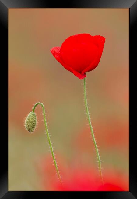 Red Poppy in Flower and Bud Framed Print by Arterra 