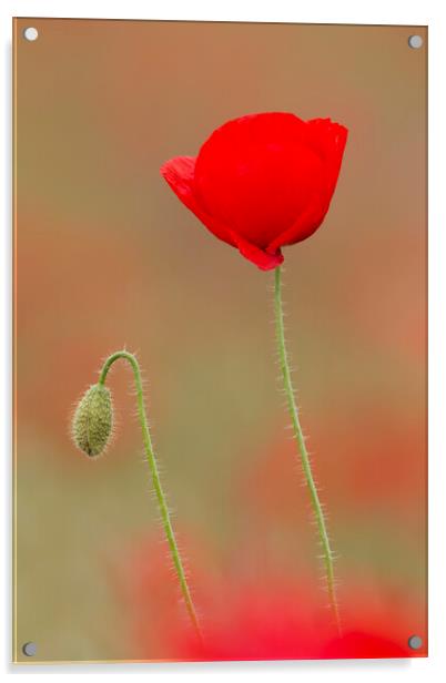 Red Poppy in Flower and Bud Acrylic by Arterra 