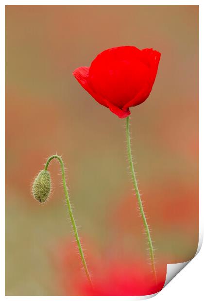 Red Poppy in Flower and Bud Print by Arterra 