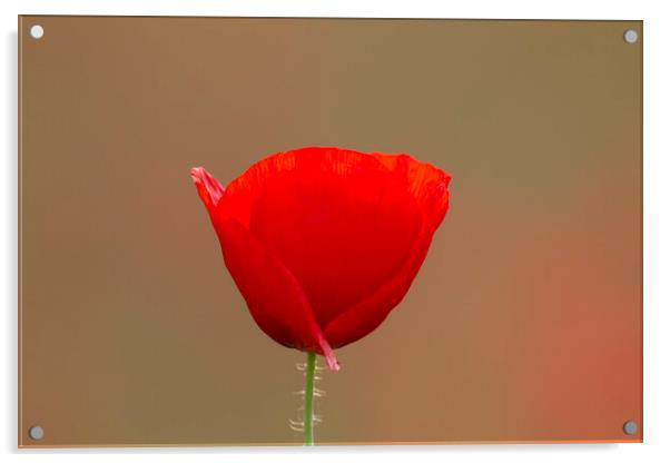 Single Flanders Poppy in Flower Acrylic by Arterra 