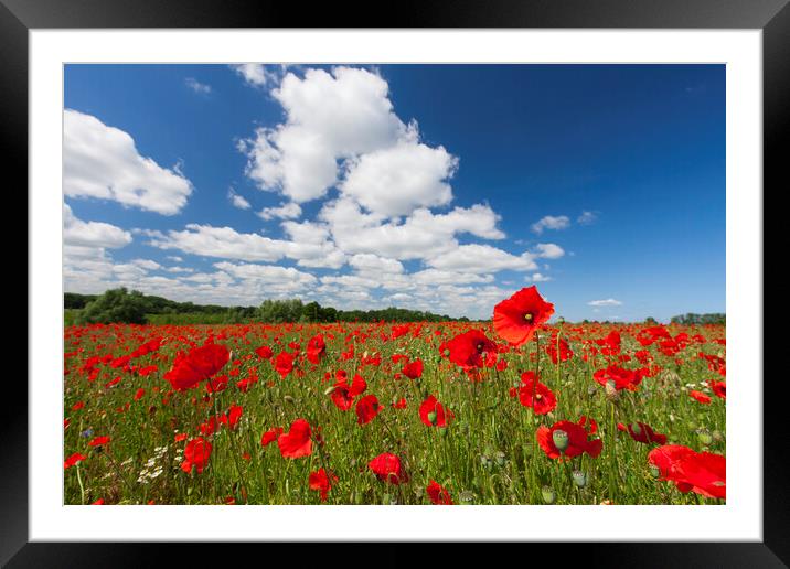 Red Poppies in Flower with Cloudy Sky Framed Mounted Print by Arterra 