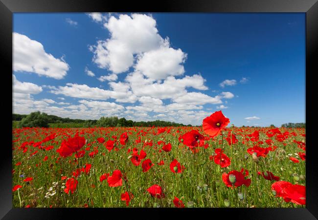 Red Poppies in Flower with Cloudy Sky Framed Print by Arterra 