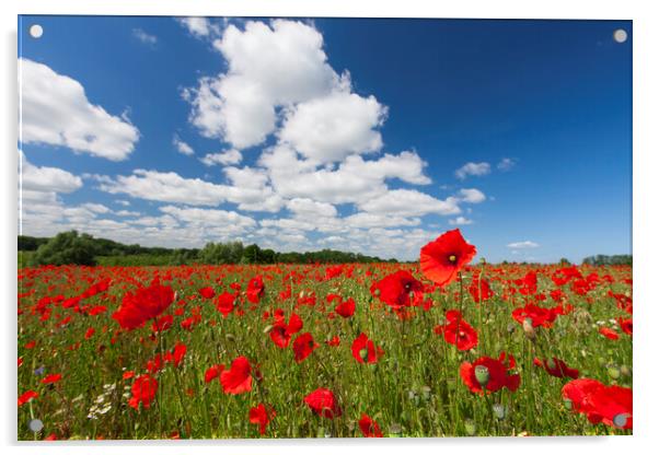 Red Poppies in Flower with Cloudy Sky Acrylic by Arterra 