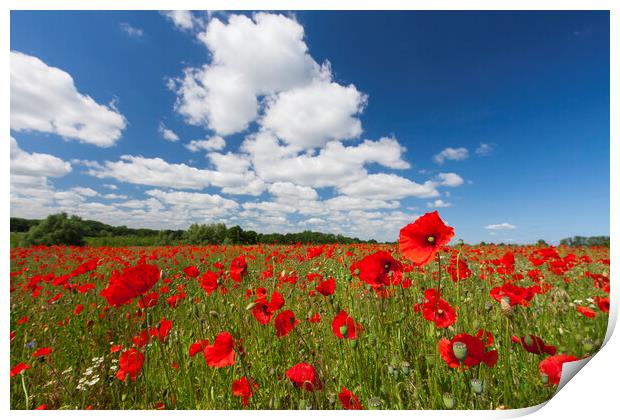 Red Poppies in Flower with Cloudy Sky Print by Arterra 
