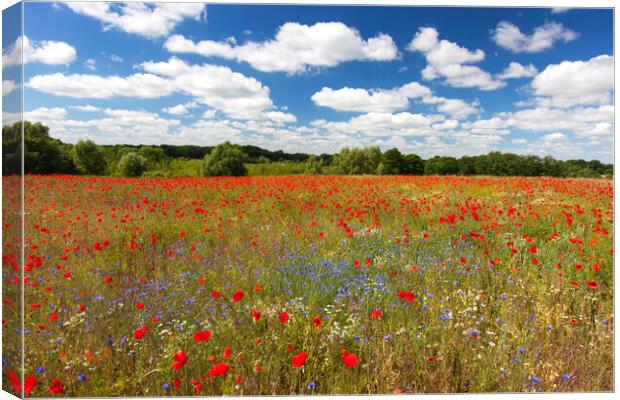 Red Poppies and Cornflowers in Field Canvas Print by Arterra 
