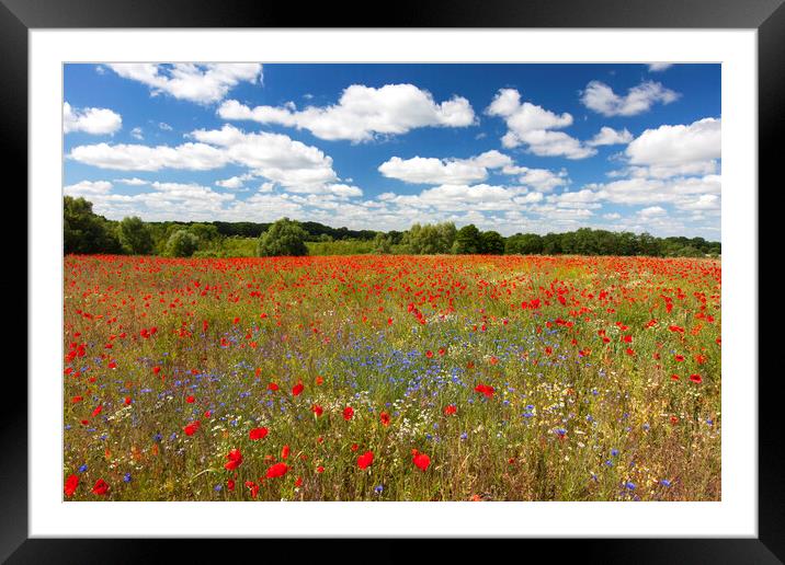 Red Poppies and Cornflowers in Field Framed Mounted Print by Arterra 