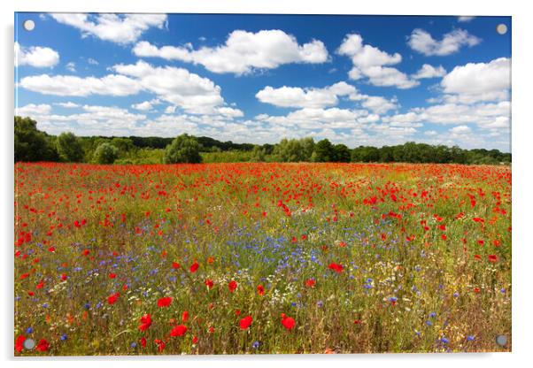 Red Poppies and Cornflowers in Field Acrylic by Arterra 
