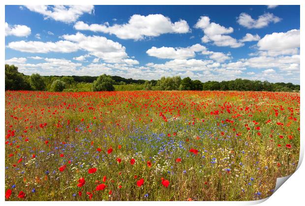 Red Poppies and Cornflowers in Field Print by Arterra 