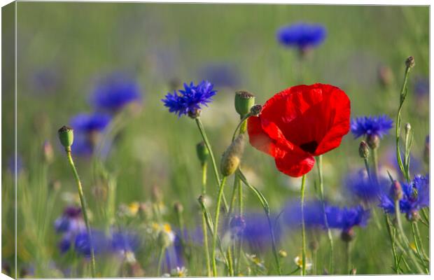 Red Poppy and Bluebottles in Flower Canvas Print by Arterra 