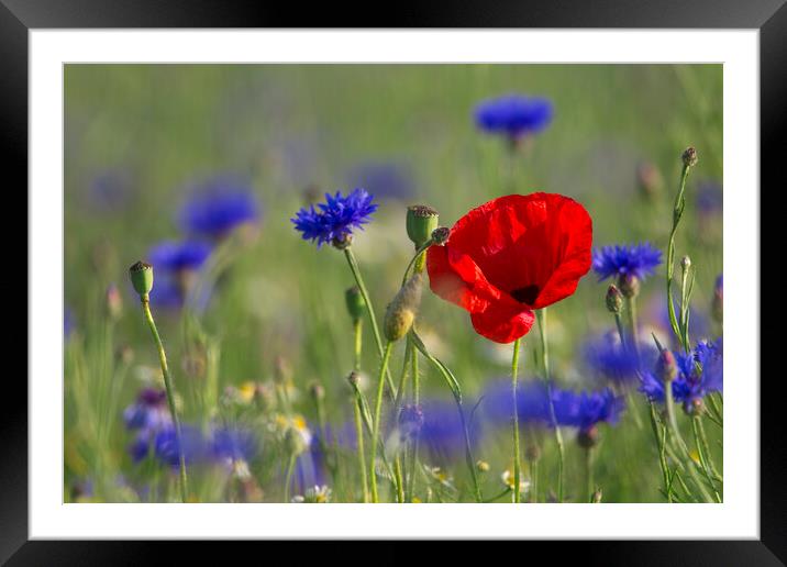 Red Poppy and Bluebottles in Flower Framed Mounted Print by Arterra 