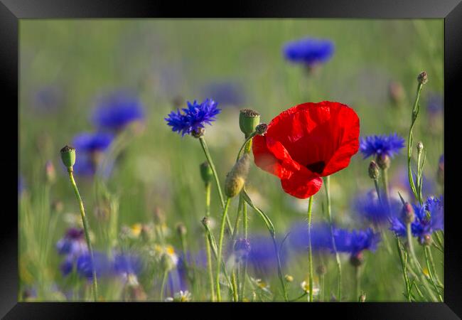Red Poppy and Bluebottles in Flower Framed Print by Arterra 