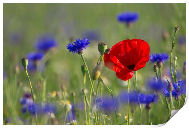 Red Poppy and Bluebottles in Flower Print by Arterra 